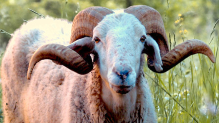 2024 Kurban Bayramı ne zaman Diyanet dini günler takvimi: Kurban Bayramı tatil ve bayram günleri