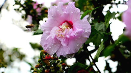 3. CEMRE DÜŞME TARİHİ 2024 | Üçüncü (3.) cemre ne zaman düşecek, düştü mü, hangi gün düşecek Cemre nedir Sıcaklıklar artıyor