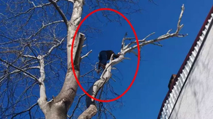 Hırsız, polisten kaçmak için ağaca tırmandı O anlar kamerada