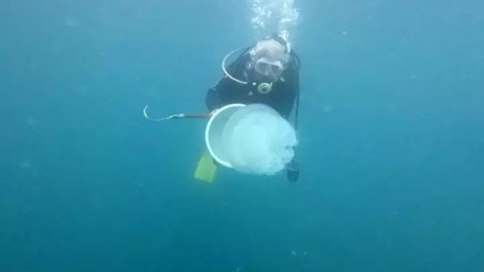 Antalya Körfezi’nde tedirgin eden denizanası artışı