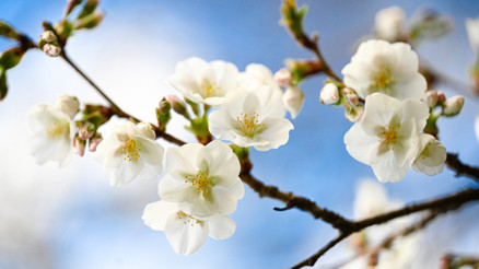 NEVRUZ BAYRAMI TARİHİ || Nevruz Bayramı gelenekleri neler Bahar Bayramı Nevruz ne zaman kutlanır