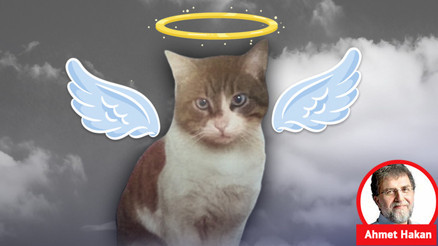 Kediler yalnız değildir