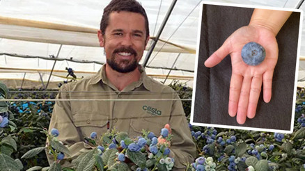 Guinness Dünya Rekorlarına giren yaban mersini20.4 gram ağırlığında...