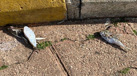 Karada ölüm uyarısı Kedi, köpek ve sokak hayvanları tehlikede...