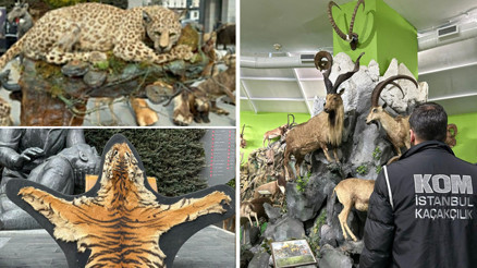 Türkiyedeki son Anadolu kaplanını öldürmüş... Ali Haydar Üstayın kaçak hayvan müzesine operasyon Detaylar şoke etti