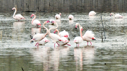 Baharın müjdecisi allı turnalar Tuz Gölünde