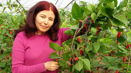 Üreticisinin yüzünü güldüren meyve ‘karadut: Kilosu 80 TL: