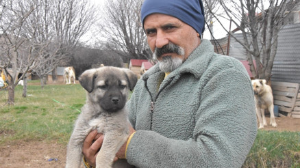İklim değişikliği Kangal ırkını vurdu: Hormonları eşleşmeye müsait olmadı İklim değişikliği Kangal ırkını vurdu: Hormonları eşleşmeye müsait olmadı