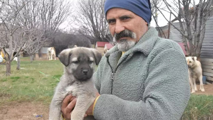 İklim değişikliği Kangal ırkını vurdu: Hormonları eşleşmeye müsait olmadı İklim değişikliği Kangal ırkını vurdu: Hormonları eşleşmeye müsait olmadı