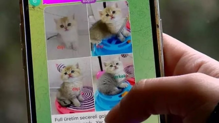 Pet shopta yasaklanan hayvan satışı sosyal medyada arttı