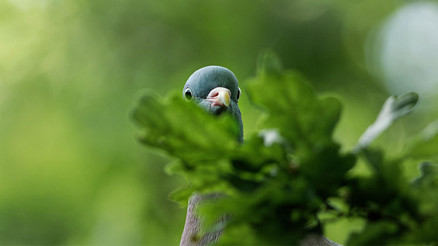 Kimsenin açıklayamadığı bir süper güce sahipler Ajan güvercinler savaşın kaderini nasıl değiştirdi Güvercin çağı henüz sona ermedi