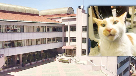 Kedi Faruk düştü mü atıldı mı