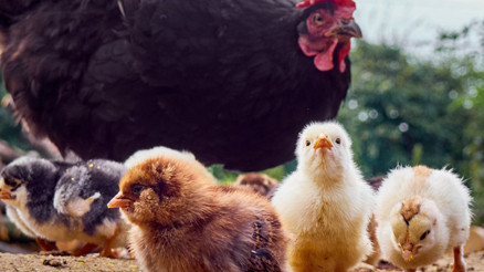 ABDde kuş gribi endişesi