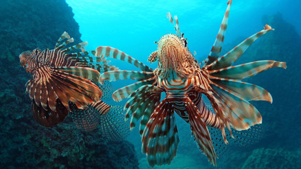 İstilacı türler, Akdenizin yerli türleri haline geldi