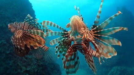 İstilacı balıklar, Akdenizin yerli türü haline geldi