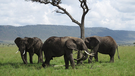 ‘Çok seviyorsanız size yollayalım, özgürce dolaşsınlar’