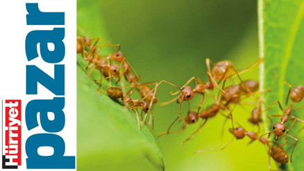 Zehirleme, uzaklaştır