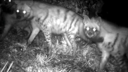 Şanlıurfada çizgili sırtlan ailesi fotokapana yansıdı