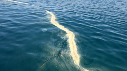 Antalya sahillerinde korku ve paniğe neden olmuştu... Denizanası ve sarı birikinti incelendi