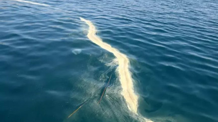 Antalya açıklarında denizanası ve sarı birikinti incelemesi