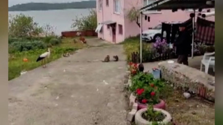 Balıkçı Adem Yılmaz, Yaren Leyleği ‘bayram şekerin diyerek balıklarla besledi