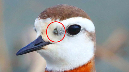 Uzman isimden kene uyarısı: Afrikadan göç eden kuşta görüldü