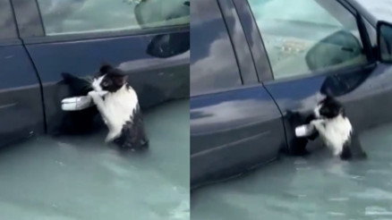 Dubaide selde mahsur kalan kedi, aracın kapısına tutunarak yardım bekledi