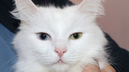 Van kedisinde heyecanlandıran gelişme: Doğum oranı yüzde 50 arttı Van kedisinde heyecanlandıran gelişme: Doğum oranı yüzde 50 arttı