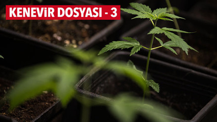 Kenevir karaborsası çökecek mi