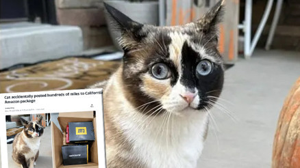 Sahiplerinden habersiz kargo kutusuna atladı Kutunun içinde, bir hafta boyunca binlerce kilometre yol kat etti