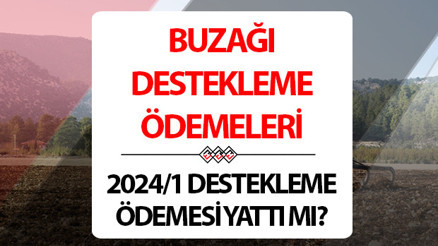 Buzağı desteği ne zaman yatacak 2024 buzağı desteği ödeme tarihleri