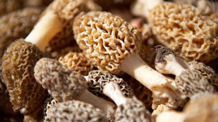 Karaciğer enzimlerini yeniliyor, bağışıklığı güçlendiriyor İşte kuzugöbeği mantarının sayısız faydası...