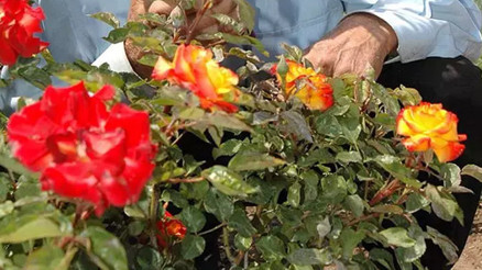 HIDIRELLEZ DİLEĞİ NE ZAMAN VE NASIL YAPILIR Hıdrıllez dilekleri ertesi gün yakılır mı, suya mı atılır İşte yapılacaklar...