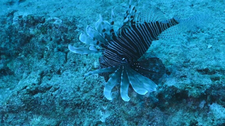 Denizlerde aslan balığı tehlikesi: Yerli türleri tehdit ediyor