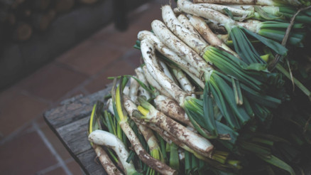Faydaları ve lezzetiyle son dönemlerin en popüler bitkilerinden biri: Çiriş otu (yabani pırasa) Faydaları ve lezzetiyle son dönemlerin en popüler bitkilerinden biri: Çiriş otu (yabani pırasa)
