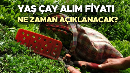 Yaş Çay taban fiyatları 2024 son durum | Yaş çay fiyatı 2024 ne zaman açıklanacak Yaş çay alım fiyatı ne kadar, kaç TL 2024 yaş çay sezonu başlıyor
