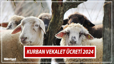 Kurban vekalet ücreti 2024 | Bu yılki vekaletle kurban kesim bedeli ne kadar oldu Yurt içi ve yurt dışı vekalet kurban kesim ücretleri belli oldu