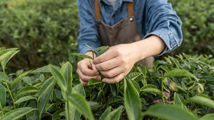 Yaş çay alım fiyatı ne kadar kaç TL oldu 2024 yaş çay alım fiyatları belli oldu İşte yaş çay taban fiyatları