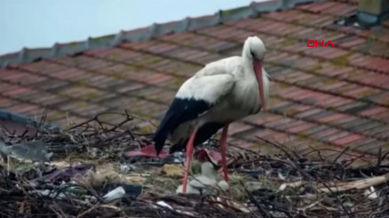 Yaren leylek ile eşi Nazlı, 4 yavrusundan 2’sini kaybetti