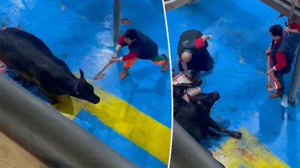 Amasyada et entegre tesisinde hayvana işkence Görüntüler dehşete düşürdü: 5 gözaltı Amasyada et entegre tesisinde hayvana işkence Görüntüler dehşete düşürdü: 5 gözaltı