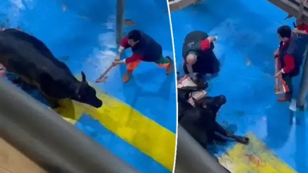 Amasyada et entegre tesisinde kesime hazırlanan büyükbaş hayvana eziyet 5 gözaltı Amasyada et entegre tesisinde kesime hazırlanan büyükbaş hayvana eziyet 5 gözaltı