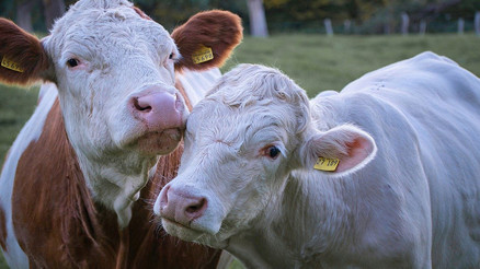 ABDde alarm İnek etinde kuş gribi izleri tespit edildi