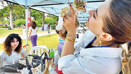 Sahiplendirme şenliği