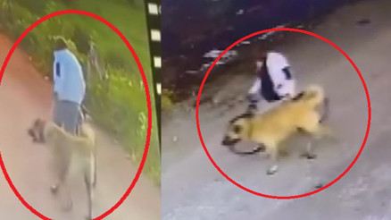 Bisikletle gelip Kangal köpeğini çaldığı anlar kamerada