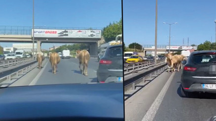 TEM Otoyoluna çıkan inekler sürücülere zor anlar yaşattı