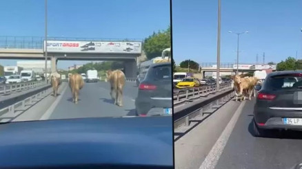 TEM Otoyoluna çıkan inekler, sürücülere zor anlar yaşattı