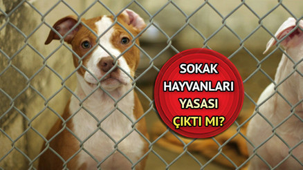 Sokak hayvanları yasası kabul edildi mi, ne zaman çıkacak Bakan Tunç açıkladı Sahipsiz sokak köpekleri uyutulacak mı, sokak havanlarının uyutulması ne demek Sokak hayvanları yasası kabul edildi mi, ne zaman çıkacak Bakan Tunç açıkladı Sahipsiz sokak köpekleri uyutulacak mı, sokak havanlarının uyutulması ne demek