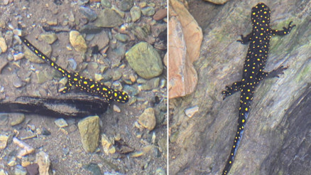 Nesli tükenme tehdidi altında... Batmanda görüntülendi