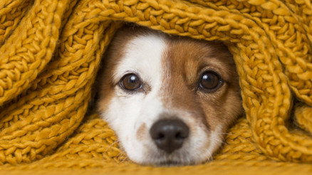 Sokak Köpekleri uyutulacak mı 3 Haziran son dakika sokak hayvanları haberleri Sokak Köpekleri uyutulacak mı 3 Haziran son dakika sokak hayvanları haberleri