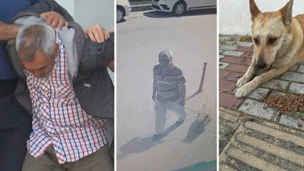 Bakırköy’de iğrenç olay Veteriner hekimlikte mide bulandıran olay ortaya çıktı... Sokak köpeği koruma altına alındı